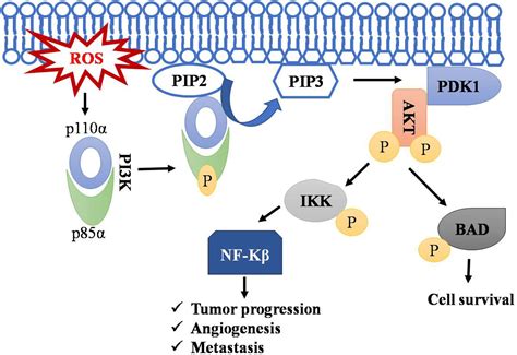 Junction Of The Redox Dynamic Orchestra Of Signaling And Altered