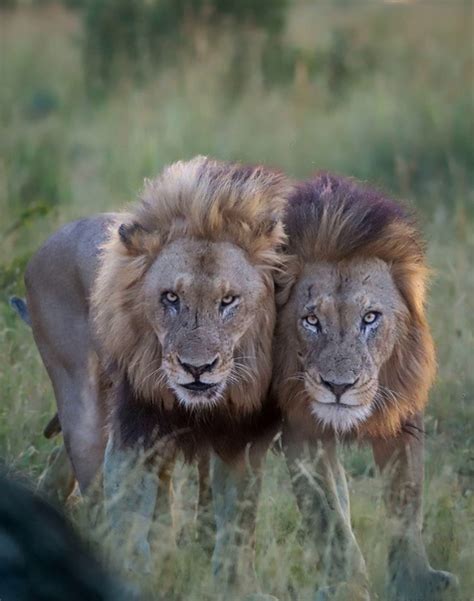 Львы | Дикие кошки в природе | ВКонтакте