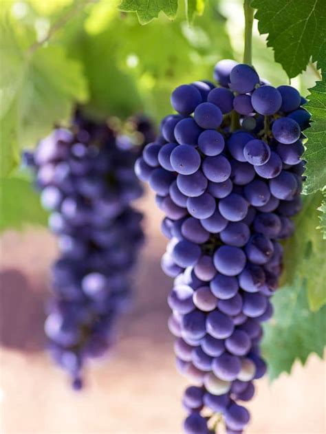 Benefits of black grapes | The Indian Express