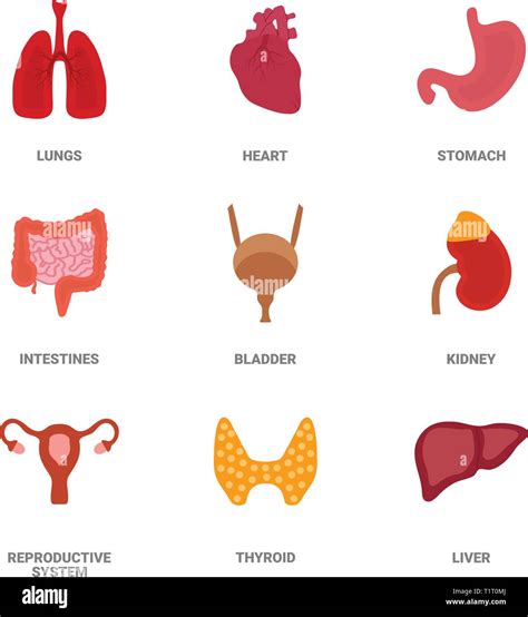 Menschliche Innere Organe Icon Set Vektor Grafik Im Comic Stil Auf