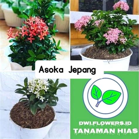 Jual BISA COD TERMURAH Bunga Hias Asoka Jepang Varian Warna Tanaman