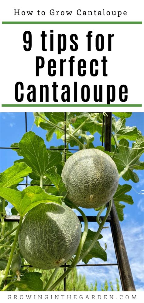 How To Grow Cantaloupe Tips For A Sweet And Flavorful Harvest