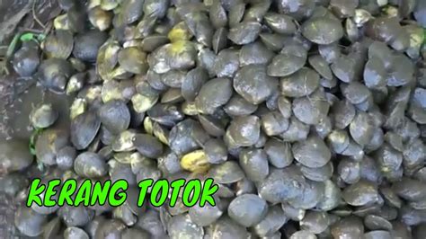 Berburu Dan Mengolah Kerang Totok ENAH BIKIN ENAK 18 10 22 YouTube