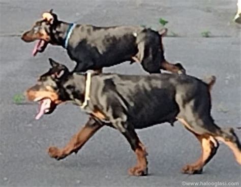 Doberman Tenci Stari Meseca Halo Oglasi