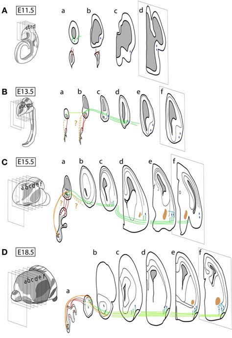 Schematic Representation Of The Spatio Temporal Neurogenic Pattern And Download Scientific