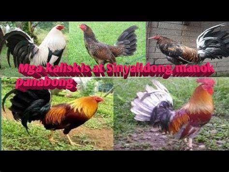 Dalusaping Dilaw Paa Sinyalis Ng Manok Panabong Kaliskis Ng Mga Manok