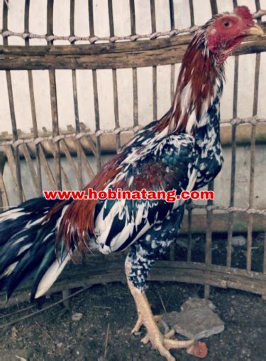 Gambar Ayam Bangkok Warna Wiring Kuning Pulp