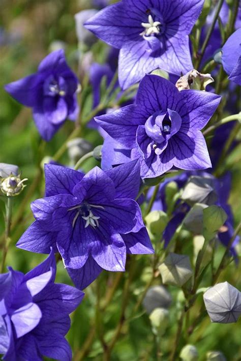 Astra Blue Balloon Flower - Etsy