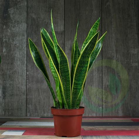 Цветок сансевьера картинки (47 фото) » Юмор, позитив и много смешных ...