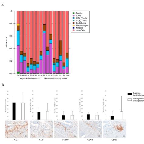 Identification Of Different Immune Cell Subpopulations In The