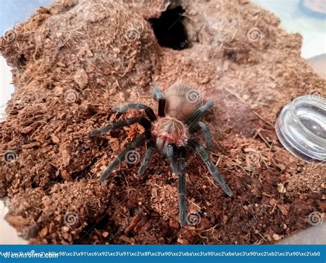Pequena Vagina Tarantula Brachypelma Imagem de Stock Imagem de pouco tarântula