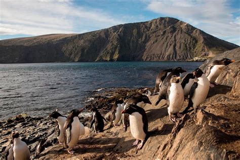 Área Marina Protegida Yaganes en Argentina Biodiversidad asombrosa