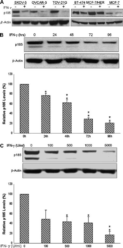 Downregulation Of P185 Expression By IFN C In Ovarian And Breast