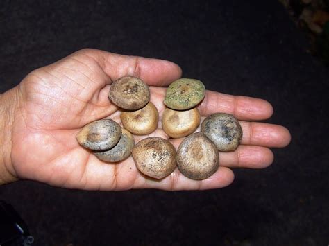 hura crepitans seeds sandbox tree euphorbiaceae chennai fe flickr