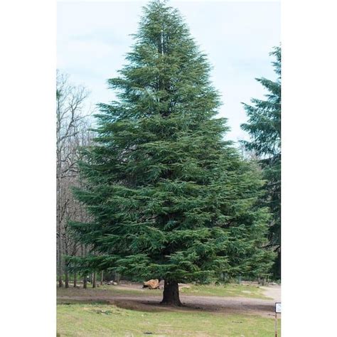 Online Orchards 1 Gal Blue Atlas Cedar Tree With Sparkling Silver Blue