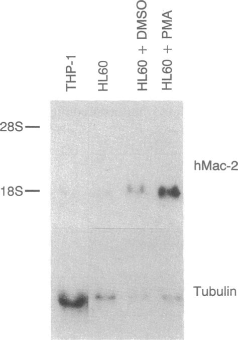 Binding Of 35s Methionine Labeled In Vitro Translated Hmac 2 Protein