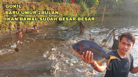 GOKIL CUMA 2 BULAN IKAN BAWAL UDAH BESAR BESAR YouTube