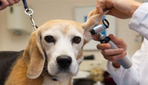5 Signs Your Furry Friend's Ears Are Infested