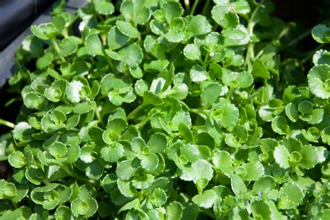 Sedum X John Creech Fieldstone Gardens Inc