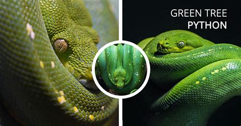 A Guide on Pet Snake Caring – Green Tree Python - The Barnyard Supply Co