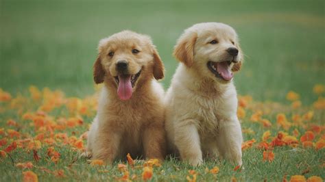 Foto De Cachorro Bebê - [100+] Papéis de Parede de Cachorro Bebê | Wallpapers.com