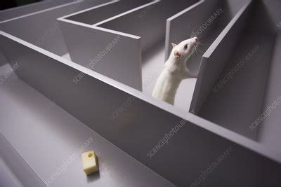 Rat in Maze - Stock Image - Z918/0461 - Science Photo Library