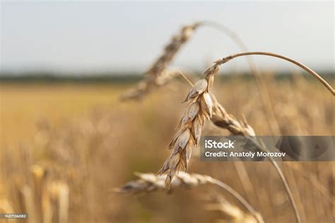 Sequía En Los Campos De Cereales Campos De Trigo Secos Mala Cosecha De