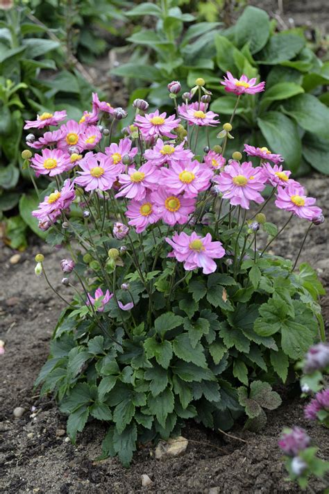 Curtain Call Pink Japanese Anemone Anemone Hybrid Proven Winners