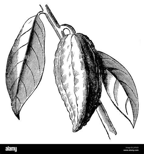 Cacao tree botanical drawing hi-res stock photography and images - Alamy