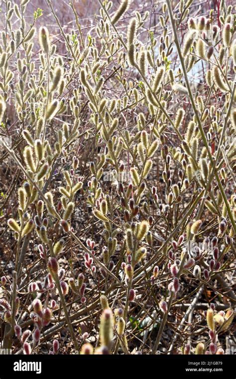 Japanese Pink Pussy Willow Stock Photo Alamy