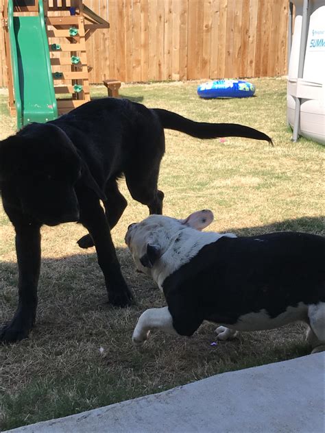 A pic of my dogs fighting : r/Blessed_Images