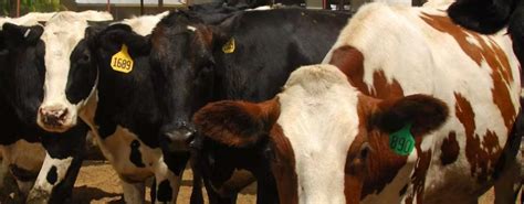 Bird Flu Detected In Colorado Dairy Cattle − A Vet Explains The Risks Of The Highly Pathogenic