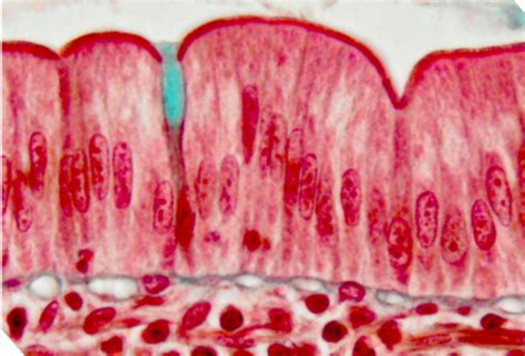 Histologie 2021 2022 Cartes Quizlet