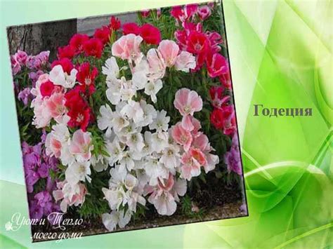 Неприхотливые однолетники цветущие все лето - фото с названиями