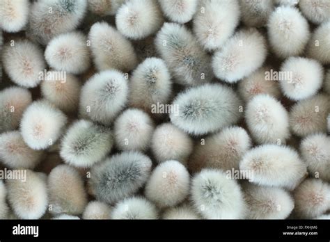 Expanded Buds Of Pussy Willow Closeup Background Stock Photo Alamy