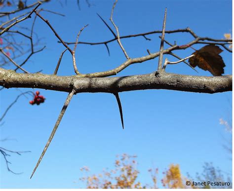 Thorn Trees Identification