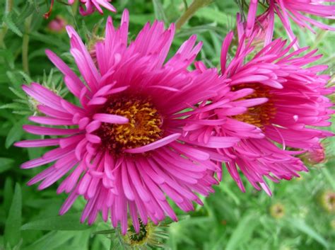 Aster Novae Angliae ‘andenken An Alma Pötschke Plants Oak Leaf