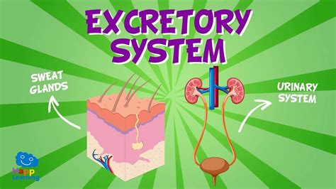 Excretory System Educational Videos For Kids Youtube