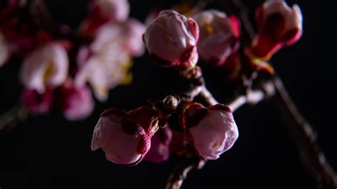 Spring Flowers Opening Time Lapse Of Easter Fresh Pink Blossoming