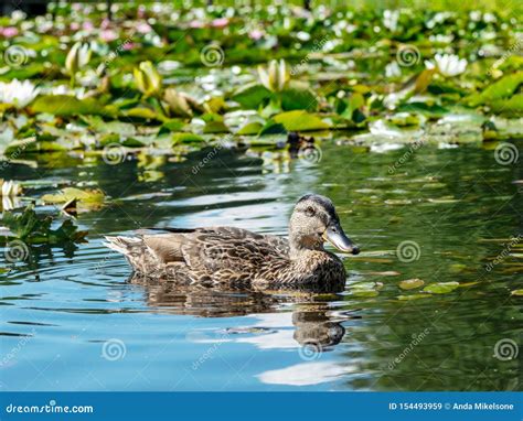 Wild Ducks Rest In Ponds Stock Image Image Of Rest