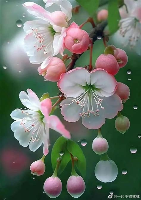 Pin on HOA ĐÀO | Beautiful flowers pictures, Amazing flowers, Wallpaper ...