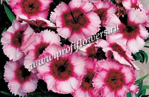 Гвоздика Супер Партфайт