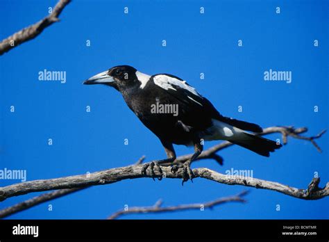 Magpie Stock Photo Alamy