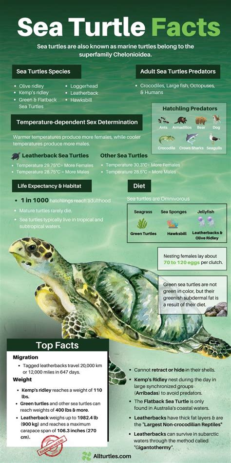 Turtle Tastic Trivia Fun Sea Turtle Facts For Curious Kids Sea