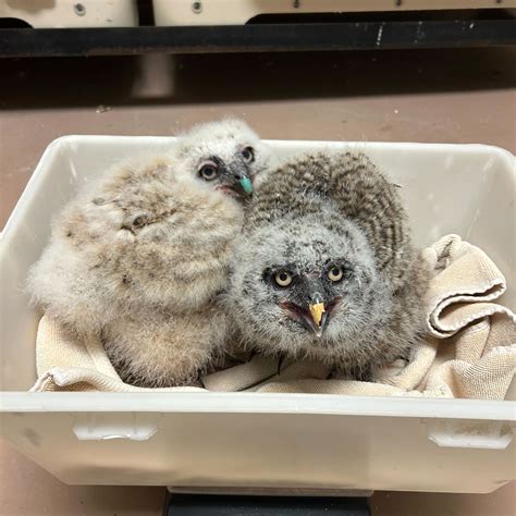 University of Minnesota Raptor Center reports record number of babies