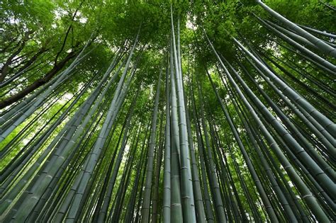 Premium Photo Bamboo Forest