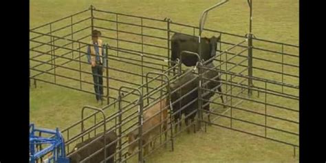 “Bud Boxes” Gaining in Popularity for Cattle Handling » Northern Ag Network