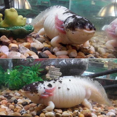 If youve never seen an obese axolotl before you're missing out. This is