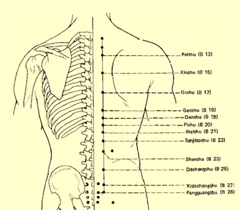 Acupuncture Board Study Chiropractic Flashcards Quizlet