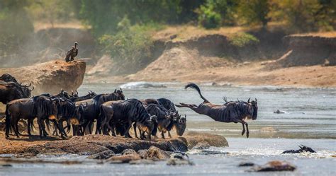 Best Time To Visit Serengeti National Park Serengeti National Park Tours